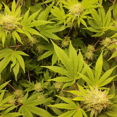 Motel #1 growlog timeline photo
