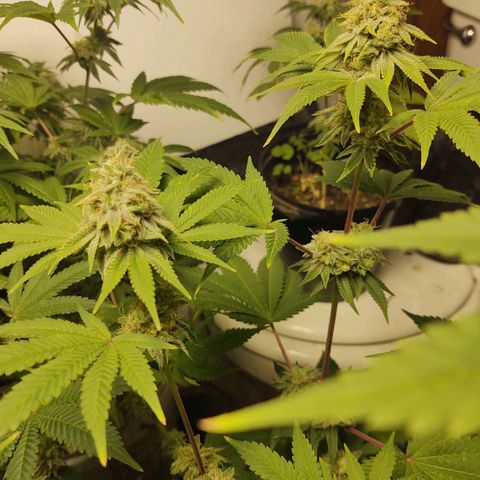 Motel #1 growlog photo: They're going to be ready soon, I hope