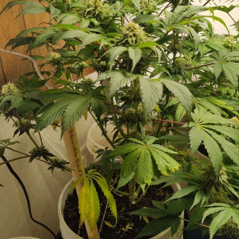  Big Bagseed growlog photo: Pregnant