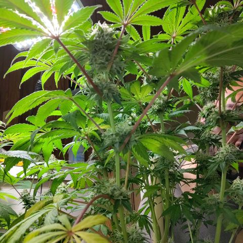  Big Bagseed growlog photo: This one is more wild I think and her sisters have a lot of generations on her, but she's growing way better in my opinion just not frosty as her sisters 
