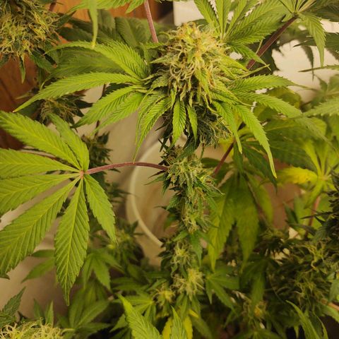  Big Bagseed growlog photo: This one is more wild I think and her sisters have a lot of generations on her, but she's growing way better in my opinion just not frosty as her sisters 