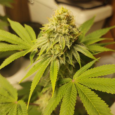 Motel #1 growlog photo: Pregnant