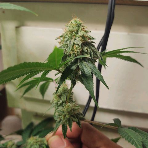 Motel #1 growlog photo: They're going to be ready soon, I hope