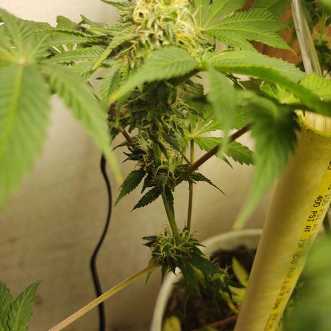  Big Bagseed growlog photo: This one is more wild I think and her sisters have a lot of generations on her, but she's growing way better in my opinion just not frosty as her sisters 