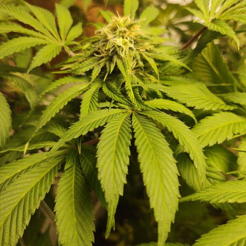  Big Bagseed growlog photo: This one is more wild I think and her sisters have a lot of generations on her, but she's growing way better in my opinion just not frosty as her sisters 