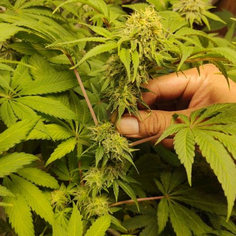  Big Bagseed growlog photo: Pregnant