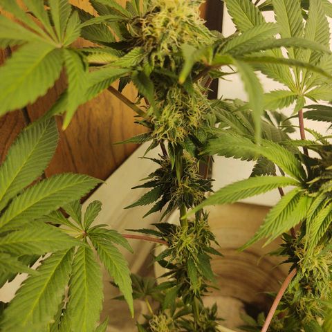  Big Bagseed growlog photo: This one is more wild I think and her sisters have a lot of generations on her, but she's growing way better in my opinion just not frosty as her sisters 