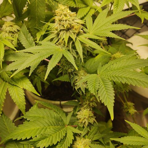 Motel #1 growlog photo: They're going to be ready soon, I hope