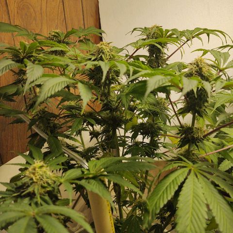  Big Bagseed growlog timeline photo