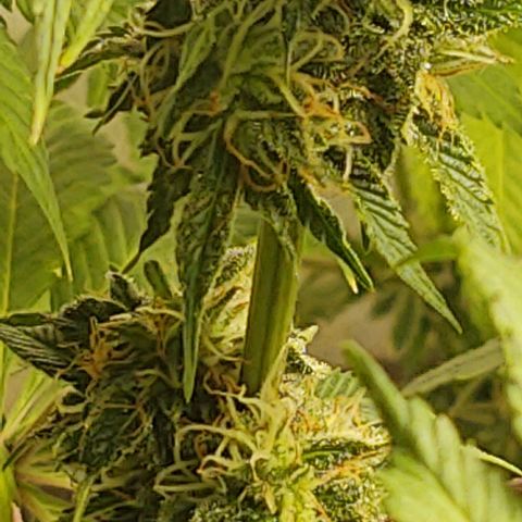  Big Bagseed growlog timeline photo