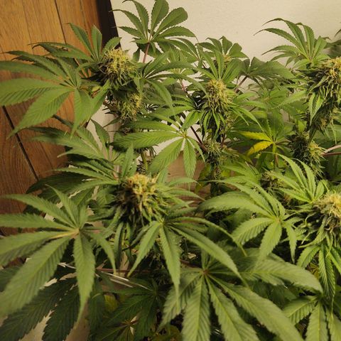  Big Bagseed growlog timeline photo
