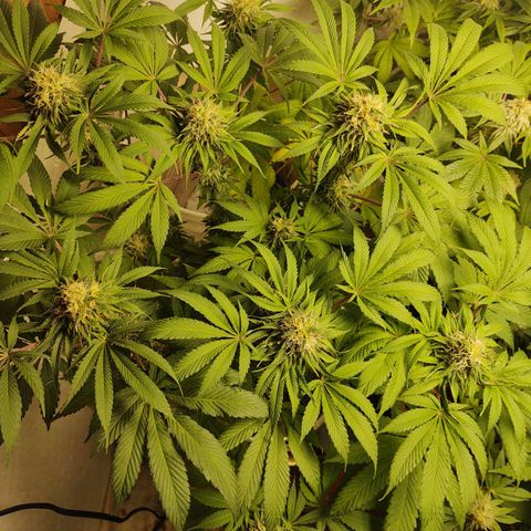  Big Bagseed growlog timeline photo