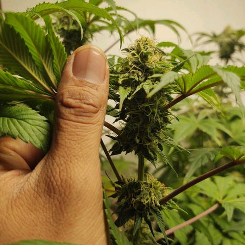  Big Bagseed growlog timeline photo