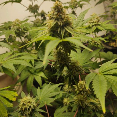 Motel #1 growlog photo: They're going to be ready soon, I hope