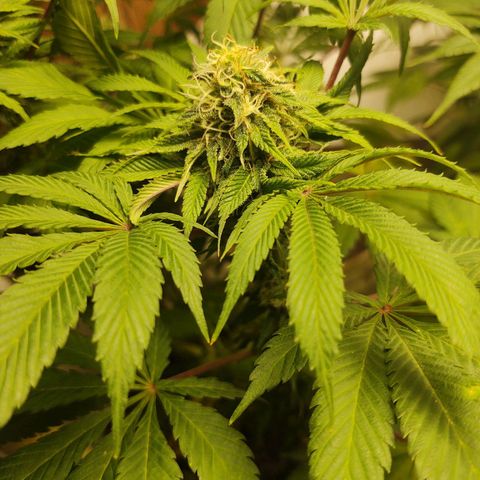  Big Bagseed growlog photo: This one is more wild I think and her sisters have a lot of generations on her, but she's growing way better in my opinion just not frosty as her sisters 