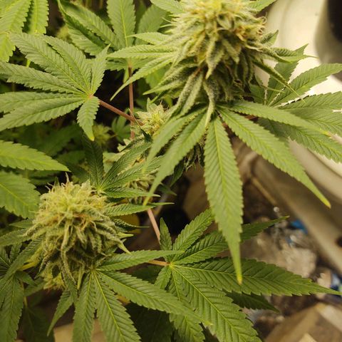 Motel #1 growlog photo: The male got ahold fof them. Probably a more than a few started making seeds can't do much now. But let them finish.
I'm pretty sure it's still going to be better than what I've been paying for lol
