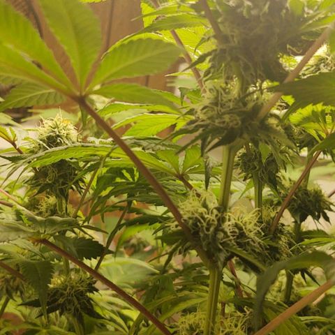 Big Bagseed growlog photo: Pregnant