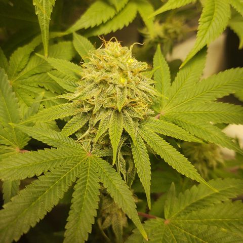 Motel #1 growlog photo: Pregnant