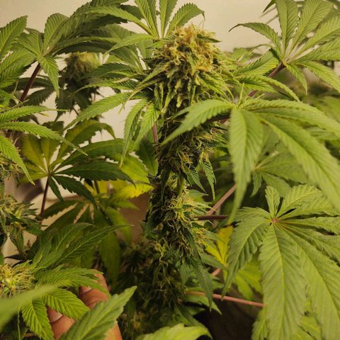  Big Bagseed growlog photo: This one is more wild I think and her sisters have a lot of generations on her, but she's growing way better in my opinion just not frosty as her sisters 