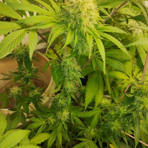  Big Bagseed growlog photo: Pregnant