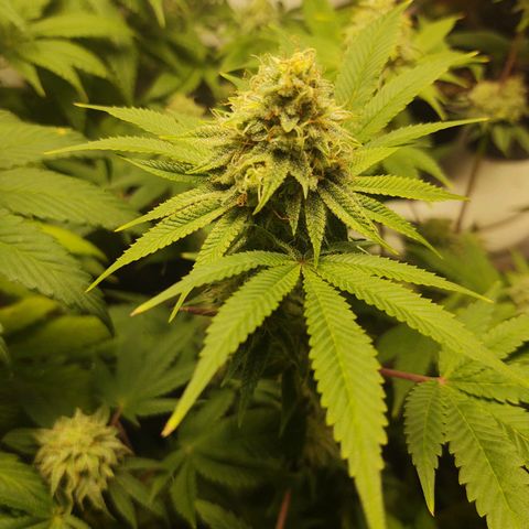 Motel #1 growlog photo: Pregnant