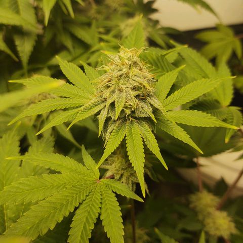 Motel #1 growlog photo: Pregnant