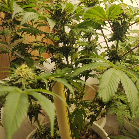 Big Bagseed growlog timeline photo