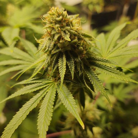 Motel #1 growlog photo: They're going to be ready soon, I hope