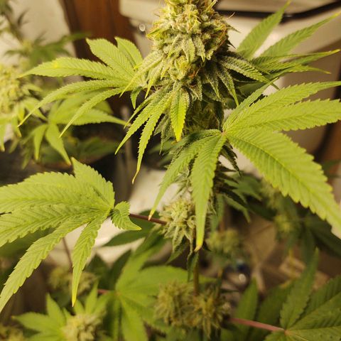Motel #1 growlog photo: They're going to be ready soon, I hope