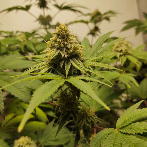 Motel #1 growlog photo: The male got ahold fof them. Probably a more than a few started making seeds can't do much now. But let them finish.
I'm pretty sure it's still going to be better than what I've been paying for lol