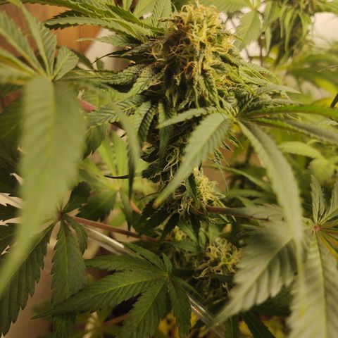  Big Bagseed growlog photo: This one is more wild I think and her sisters have a lot of generations on her, but she's growing way better in my opinion just not frosty as her sisters 