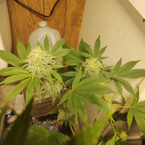 Motel #1 growlog photo: They're going to be ready soon, I hope