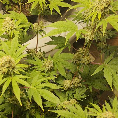 Motel #1 growlog timeline photo