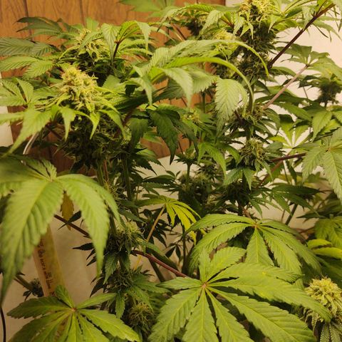  Big Bagseed growlog photo: Will the male got to her. Well some of her, she still looks great and the best in opinion just cause there's so much potential in her you could pheno hunt all day long. So there's going to be seeds that's fine let's just get there smoothly and finish this harvest. I can't believe they have been growing for damn near 💯 days that's awesome. I really can't wait to smoke this with my friends at work