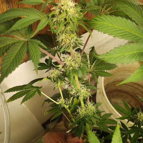  Big Bagseed growlog photo: Pregnant