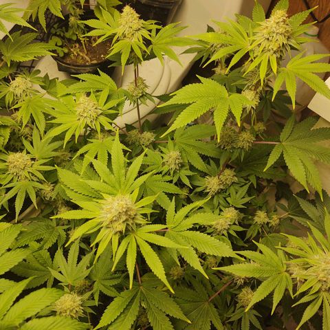 Motel #1 growlog timeline photo