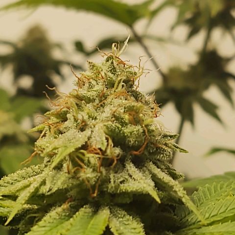 Motel #1 growlog timeline photo