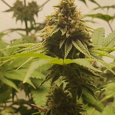 Motel #1 growlog timeline photo