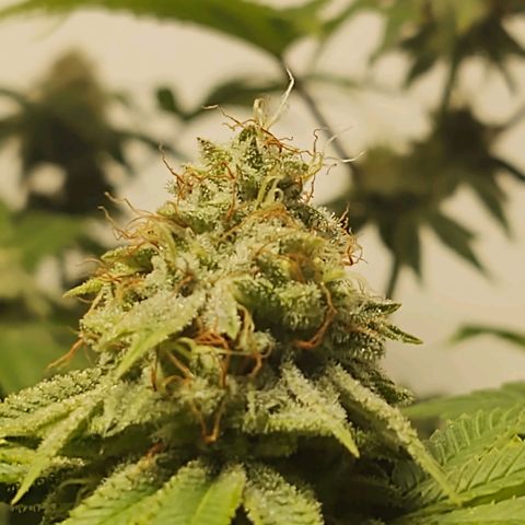 Motel #1 growlog timeline photo