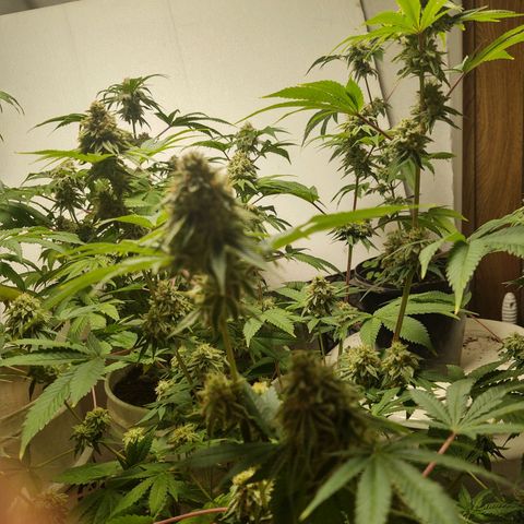 Motel #1 growlog timeline photo