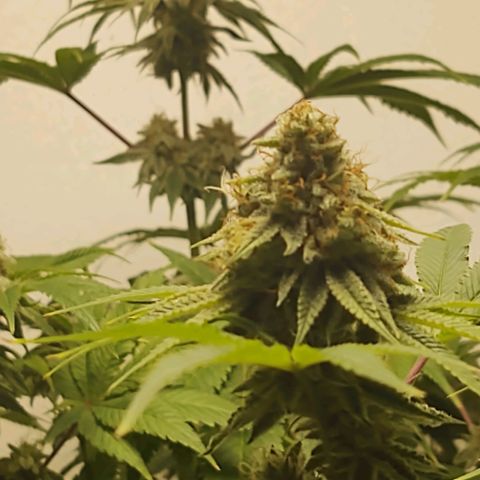Motel #1 growlog timeline photo