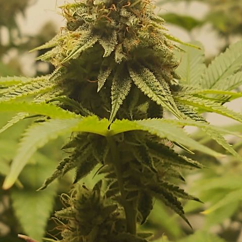 Motel #1 growlog timeline photo