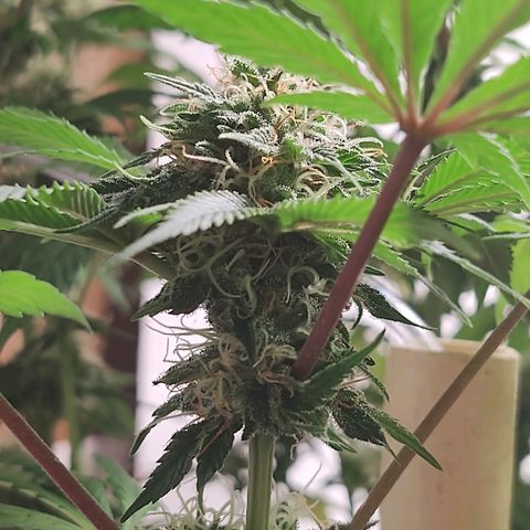  Big Bagseed growlog timeline photo