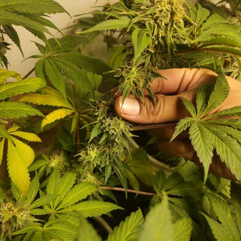  Big Bagseed growlog timeline photo