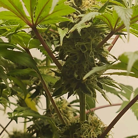  Big Bagseed growlog timeline photo