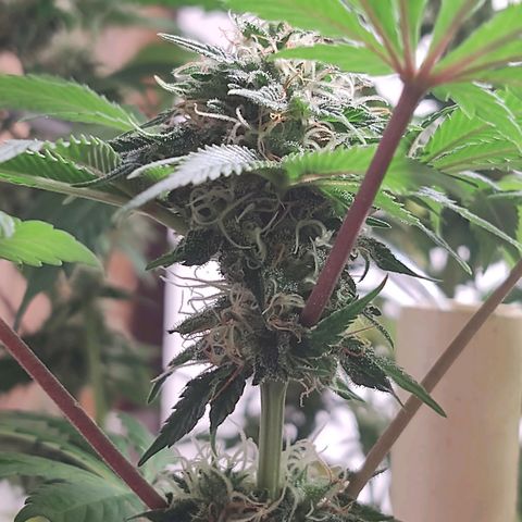  Big Bagseed growlog timeline photo