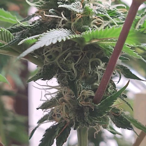  Big Bagseed growlog timeline photo