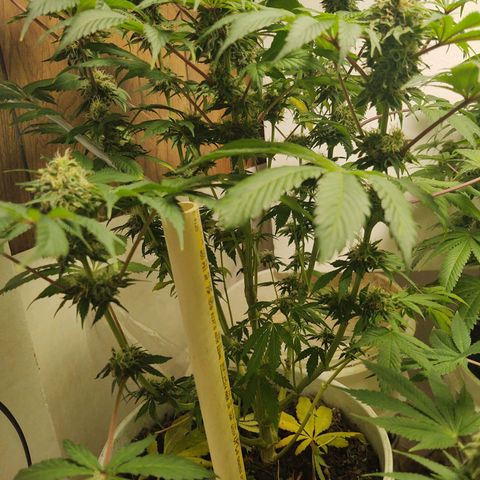  Big Bagseed growlog photo: Just waiting on them to finish