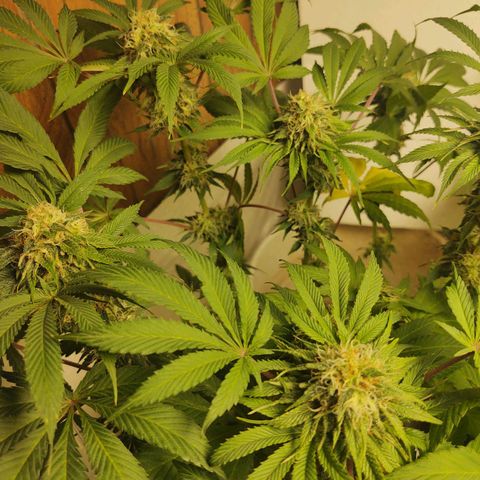  Big Bagseed growlog photo: Just waiting on them to finish