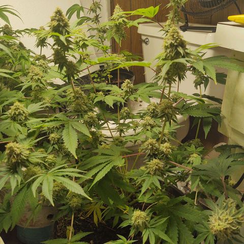 Motel #1 growlog photo: Man she is close just waiting on them trichs. All her buds are starting to thicken up and the seeds have been showin. I just don't know how long it takes for seeds to ripen up to say it's good enough. So I'm just following the trichs. Waiting in them to show a little golden color we want that couch lock